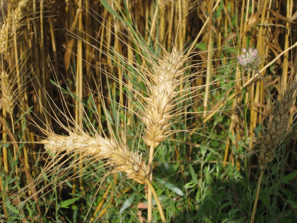 grano maturo