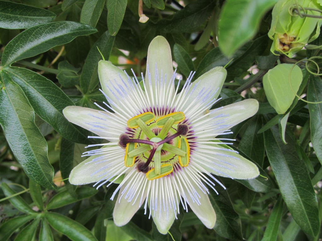 passiflora